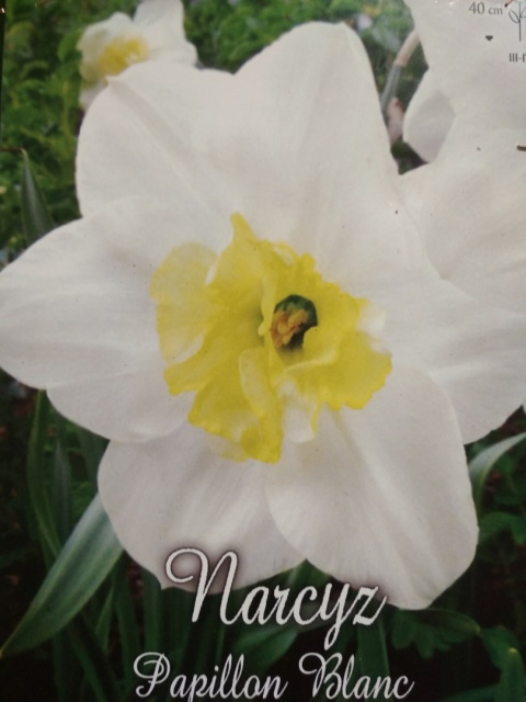 Narcyz Papillon Blanc 3szt
