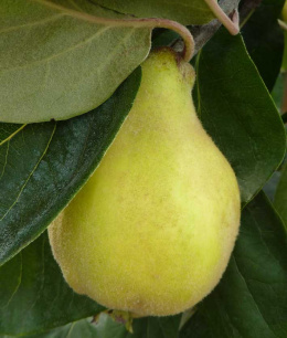 Pigwa gruszkowa Vranja