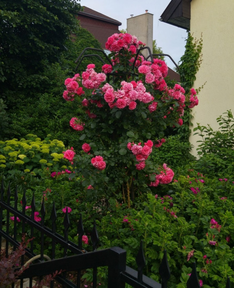Róża pnąca Oase