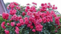 Róża wielokwiatowa Xenon