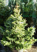 Świerk serbski Nana Picea omorika