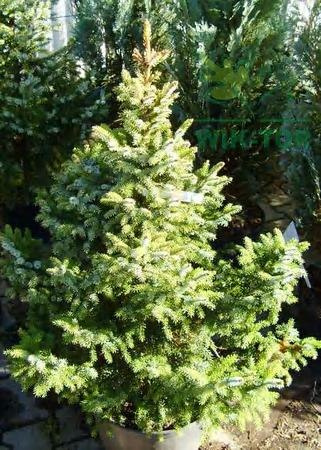 Świerk serbski Nana Picea omorika