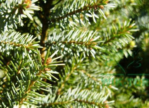 Świerk serbski Nana Picea omorika