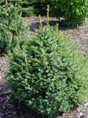 Świerk serbski Nana Picea omorika