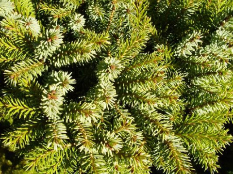 Świerk serbski Nana Picea omorika