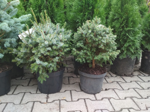 Świerk serbski Nana Picea omorika