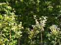 Trzmielina Fortune'a Emerald 'n Gold na pniu