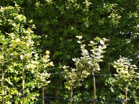 Trzmielina Fortune'a Emerald 'n Gold na pniu