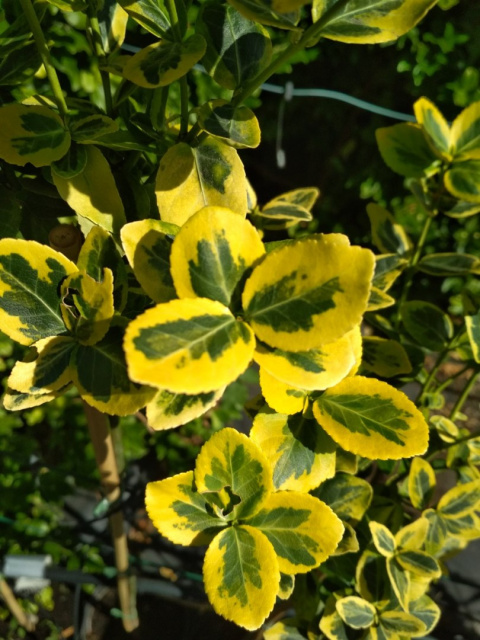 Trzmielina Fortune'a Emerald 'n Gold na pniu