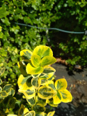 Trzmielina Fortune'a Emerald 'n Gold na pniu