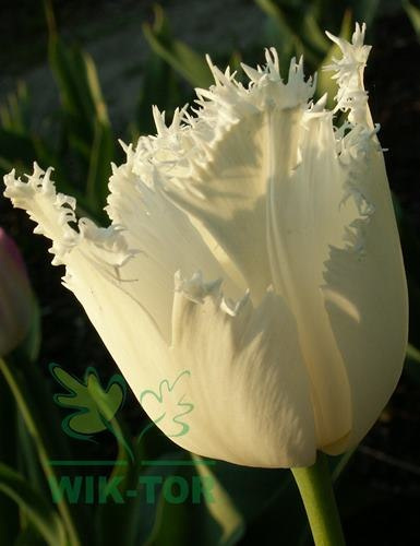 Tulian biay strzępiasty Honey Moon cebulki