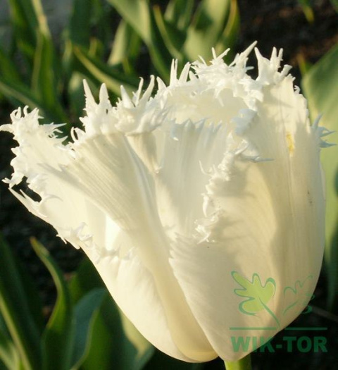 Tulian biay strzępiasty Honey Moon cebulki