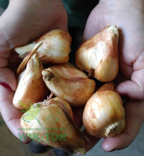 Tulipan Golden Oxford żółty10szt