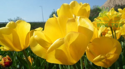Tulipan Golden Oxford żółty10szt