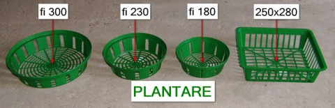 Tulipan Lemon Ice żółty