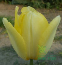 Tulipan Lemon Ice żółty