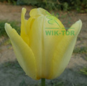 Tulipan Lemon Ice żółty