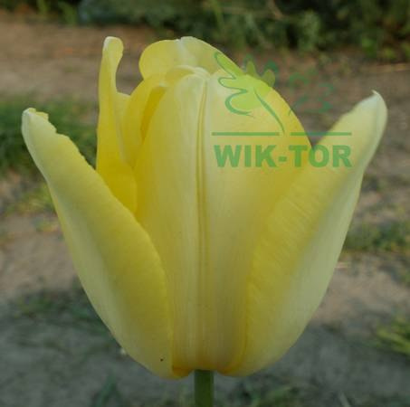 Tulipan Lemon Ice żółty