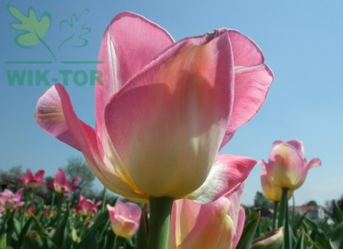 Tulipan First Class różowy