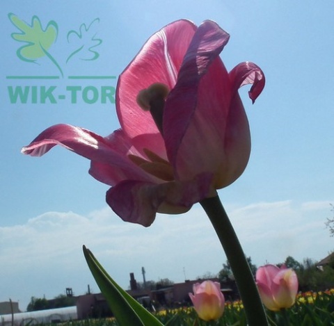 Tulipan First Class różowy