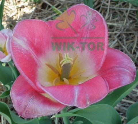 Tulipan First Class różowy