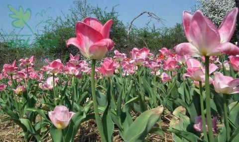 Tulipan First Class różowy