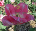 Tulipan First Class różowy