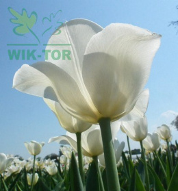 Tulipan Agrass White biały 5szt