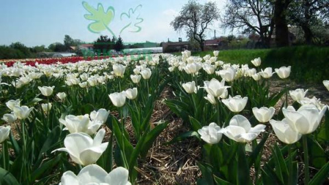 Tulipan Agrass White biały 5szt