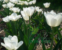 Tulipan Agrass White biały 5szt