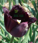 Tulipan strzępiasty Fringed Black 5szt
