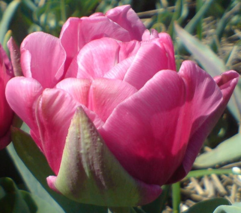 Tulipan pełny Margarita 10sztuk