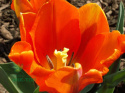 Tulipan Lalibela pomarańczowy