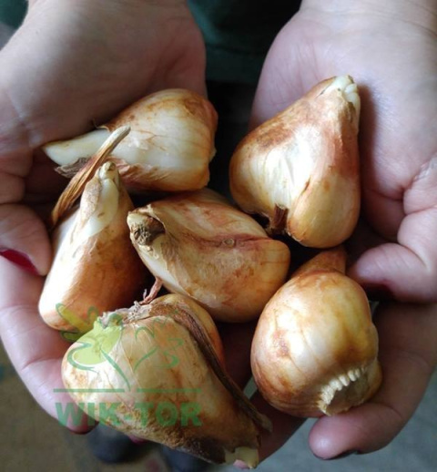 Tulipan Lalibela pomarańczowy