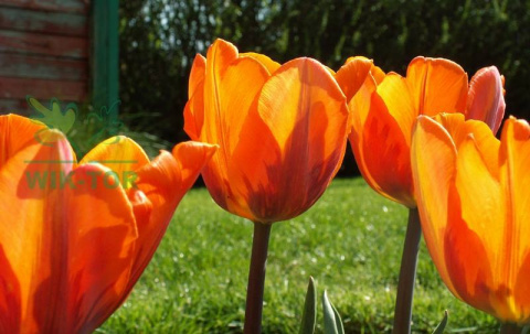 Tulipan Lalibela pomarańczowy