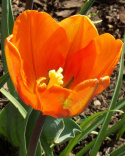 Tulipan Lalibela pomarańczowy