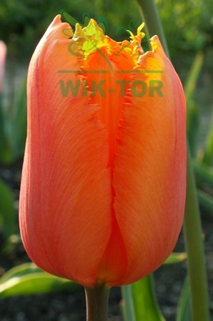 Tulipan Lalibela pomarańczowy