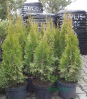 Żywotnik zachodni Szmaragd Thuja