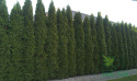Żywotnik zachodni Szmaragd Thuja