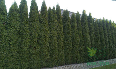 Żywotnik zachodni Szmaragd Thuja