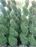 Żywotnik zachodni Szmaragd Thuja