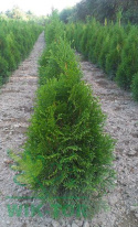 Żywotnik zachodni Szmaragd Thuja