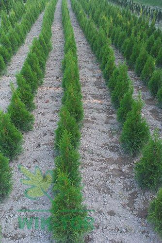 Żywotnik zachodni Szmaragd Thuja