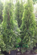 Żywotnik zachodni Szmaragd Thuja