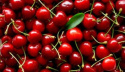 Wiśnia Glaza
