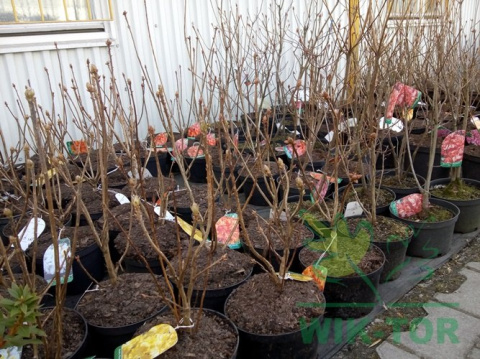 Azalia wielkokwiatowa Crosswater Red