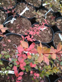 Berberys Thunberga Golden Ring