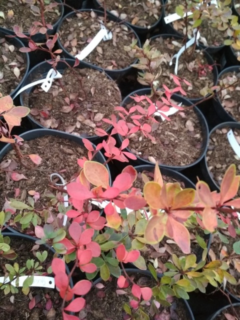 Berberys Thunberga Golden Ring