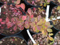 Berberys Thunberga Golden Ring
