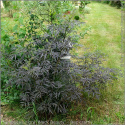 Bez czarny Black Beauty (Gerda)